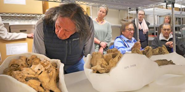 Man leans over a shelf holding three bison skulls stored in casts