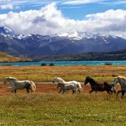 Wild horses in South America